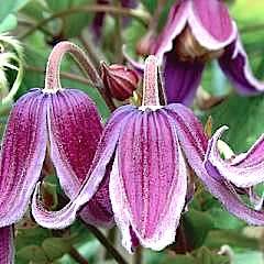 Клематис цельнолистный  'Жан Фопма' / Clematis integrifolia 'Jan Fopma'